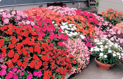 牛草一美さんのお写真。サンパチェンスの花壇