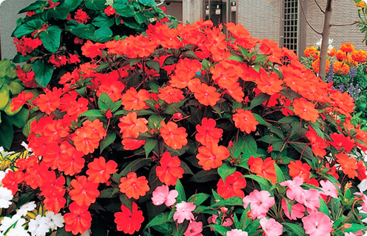 所洋子さんのお写真。サンパチェンスの鉢植え