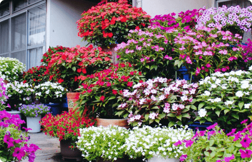 井手悦郎さんのお写真。カラフルなサンパチェンスの鉢植え