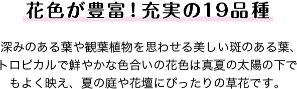 花色が豊富！充実の19品種
