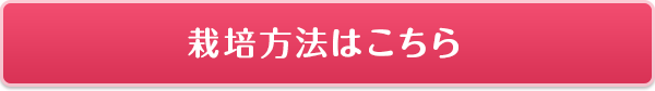 栽培方法はこちら