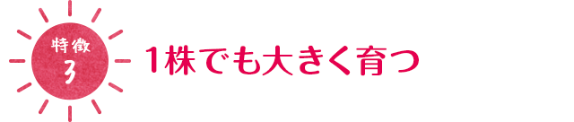 [特徴3]1株でも大きく育つ