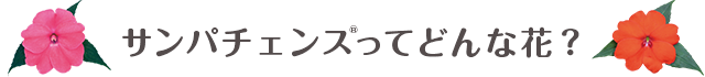 サンパチェンスってどんな花？