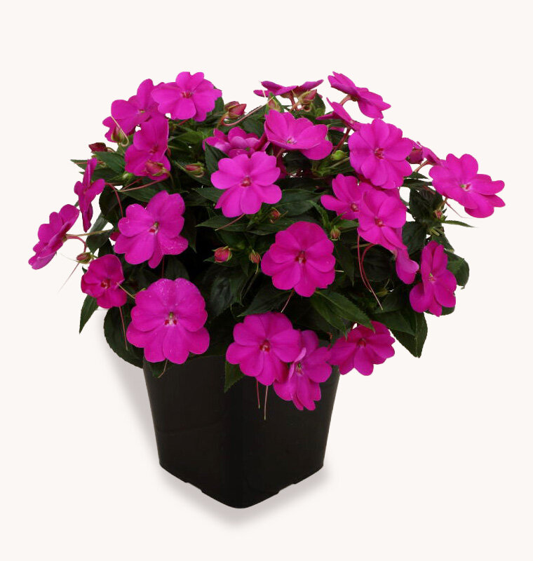 サンパティオ パープル (ver.2)