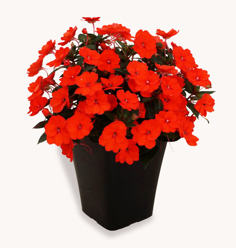 サンパティオ オレンジ