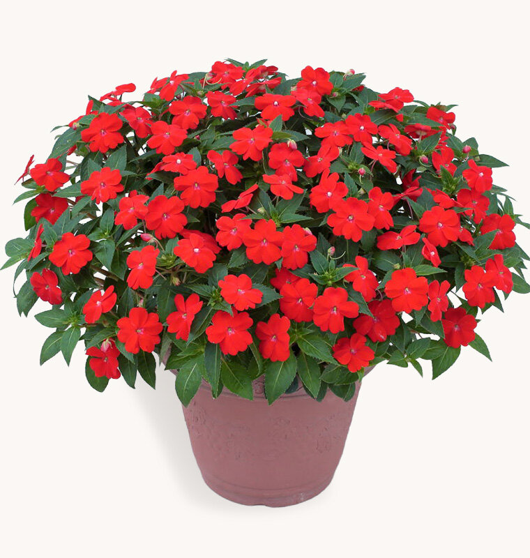 サンパチェンス オレンジ