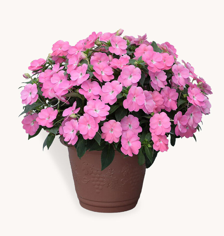 サンパチェンス プリティピンク