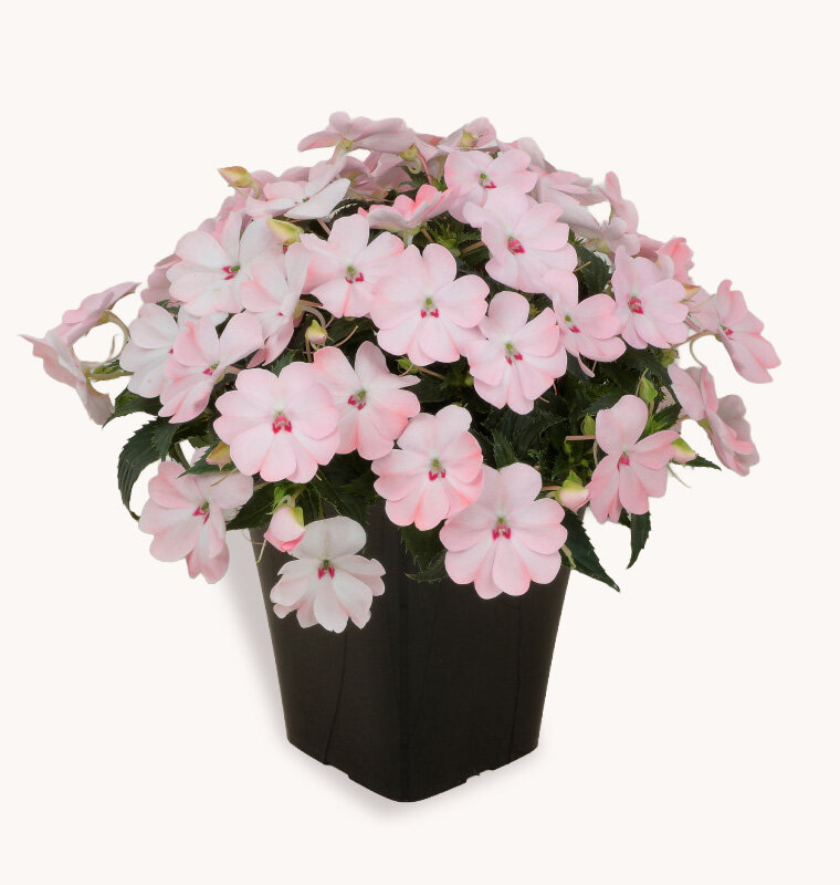 サンパティオ ブラッシュピンク