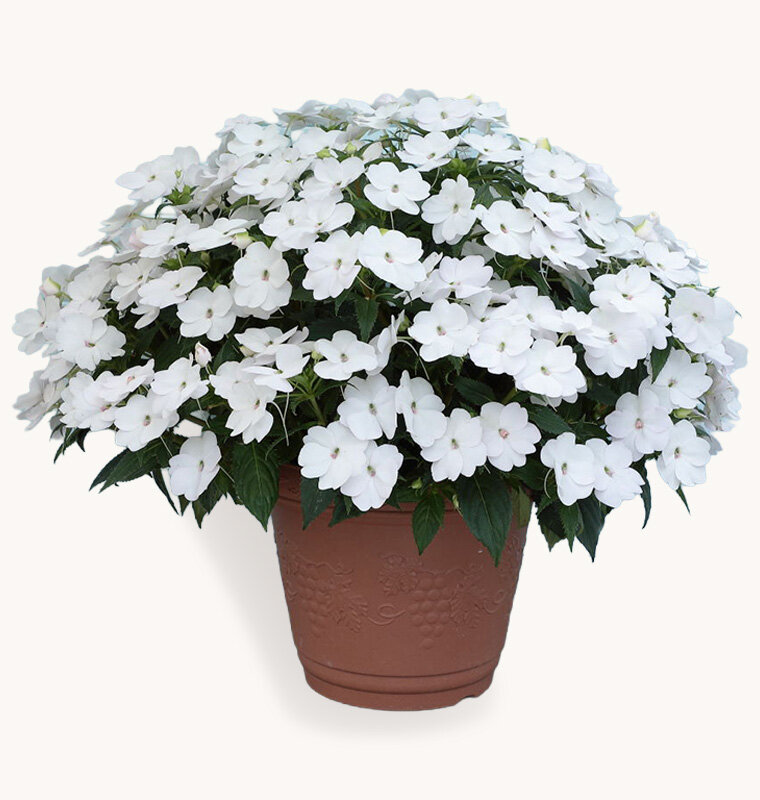 サンパチェンス ホワイト（ver.2）