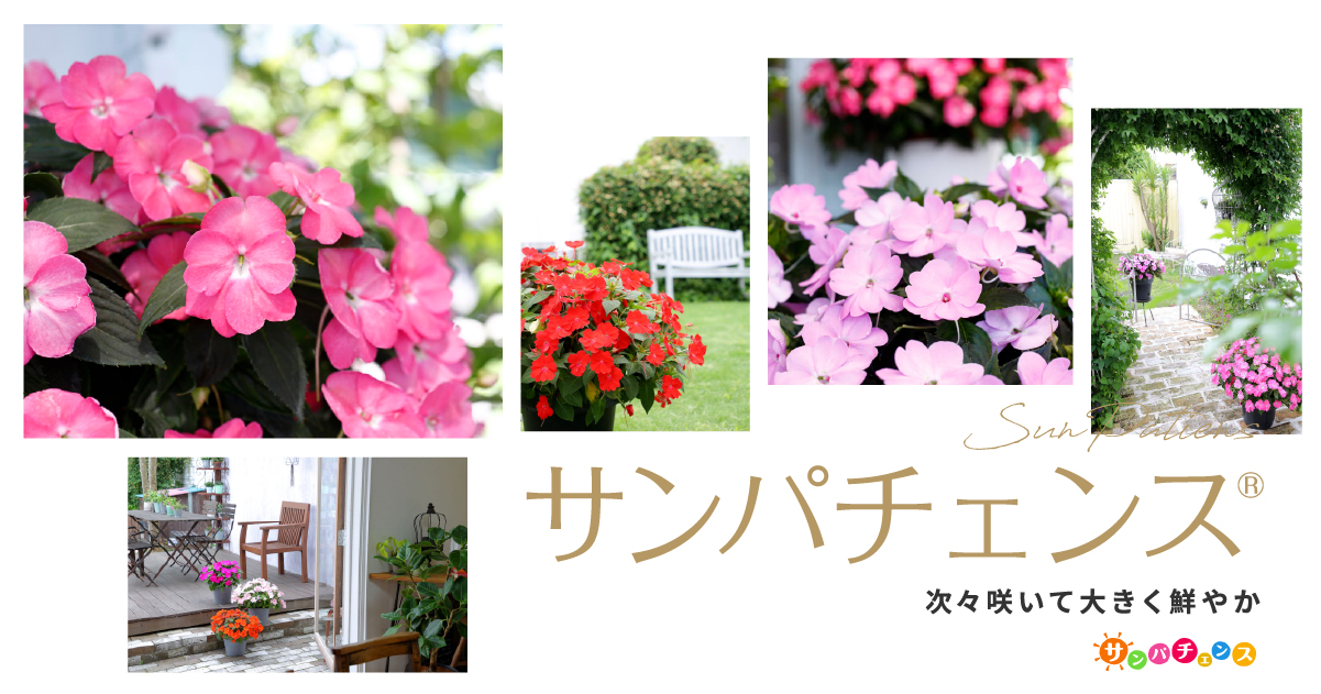 次々咲いて大きく鮮やか サンパチェンス・サンパティオ｜サカタのタネ