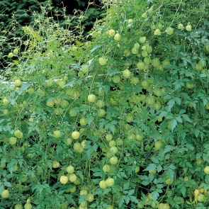 緑のカーテンに向いている植物 暑い夏を快適に 緑のカーテン グリーンカーテン サカタのタネ