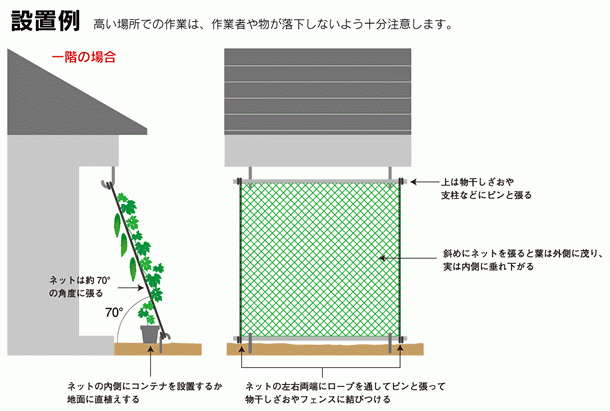 ネットを設置しましょう 暑い夏を快適に 緑のカーテン グリーンカーテン サカタのタネ