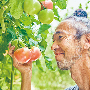 導入事例 栃木県 トマト