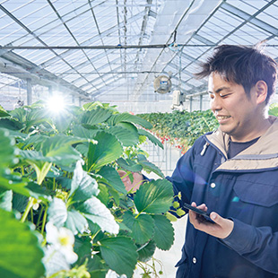 導入事例 栃木県 イチゴ
