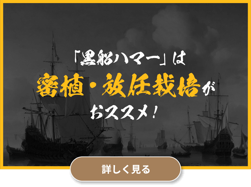 「黒船ハマー」は密植・放任栽培がおススメ！