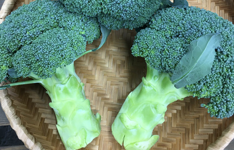 おいしいブロッコリーの生産者 知ろう 食べよう ブロッコリー大好き