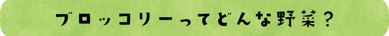 ブロッコリーってどんな野菜？