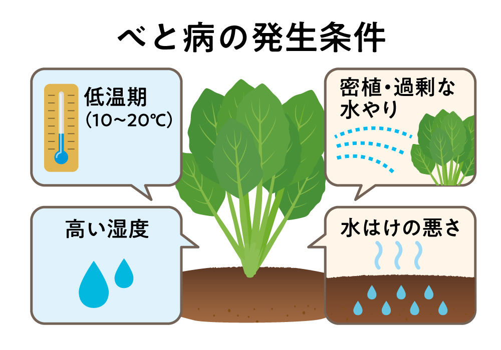 べと病のイメージ