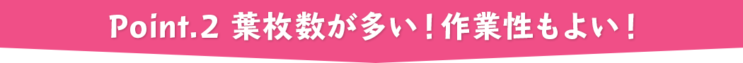 point.2 葉枚数が多い！作業性もよい！