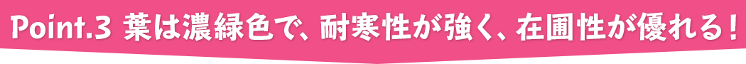 point.3 葉は濃緑色で、耐寒性が強く、在圃性が優れる！