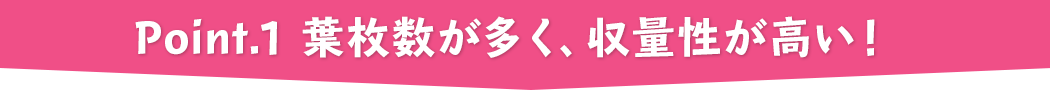 point.1 葉枚数が多く、収量性が高い！