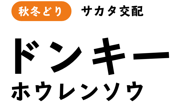 秋冬どり サカタ交配 ドンキー