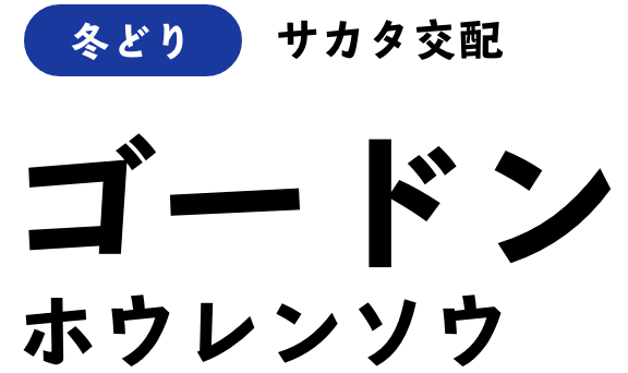 冬どり サカタ交配 ゴードン