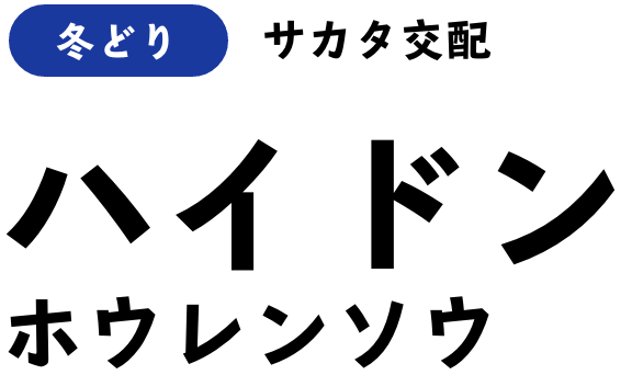 冬どり サカタ交配 ハイドン