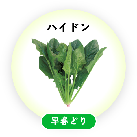 ハイドン