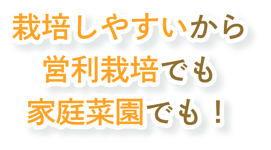 栽培しやすいから営利栽培でも家庭菜園でも！