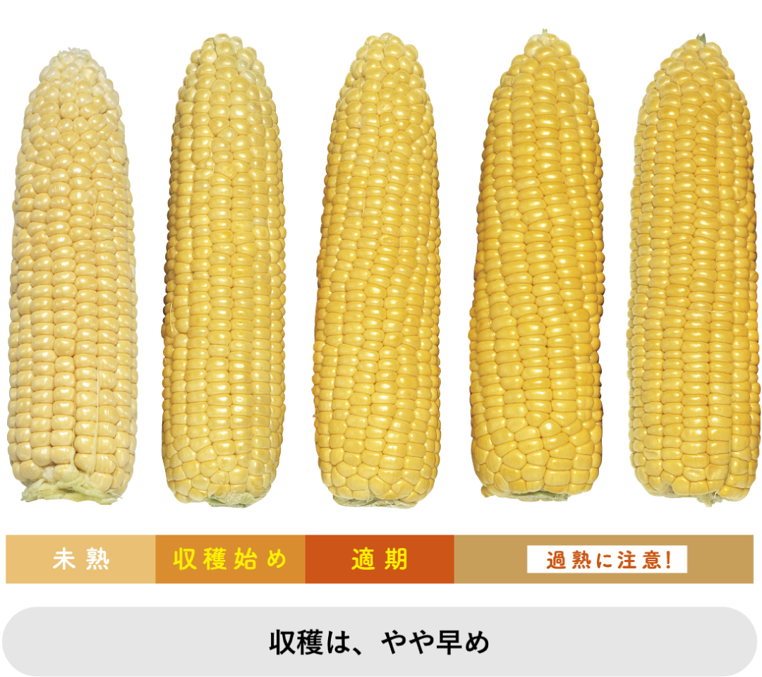 汗と涙の決勝のとうもろこし(ゴールドラッシュ)