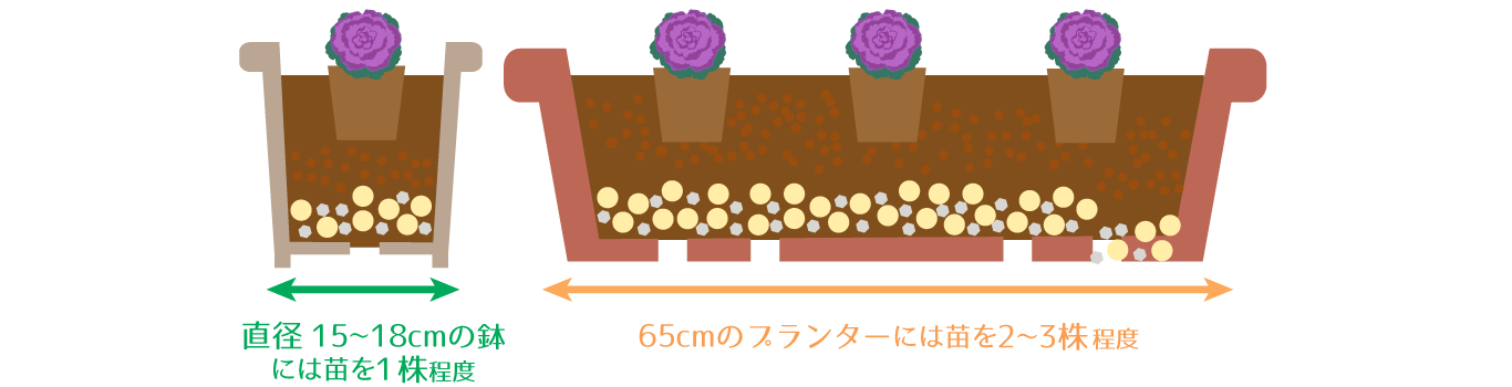 プランターや鉢に植える