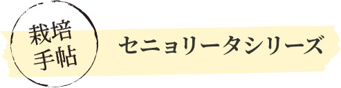 セニョリータシリーズ