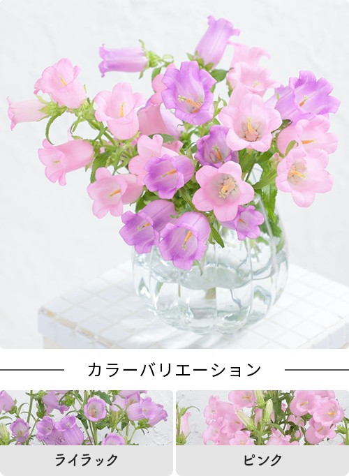 ラインアップ｜春待ち苗｜タネ・苗・園芸用品・農業用資材の総合案内