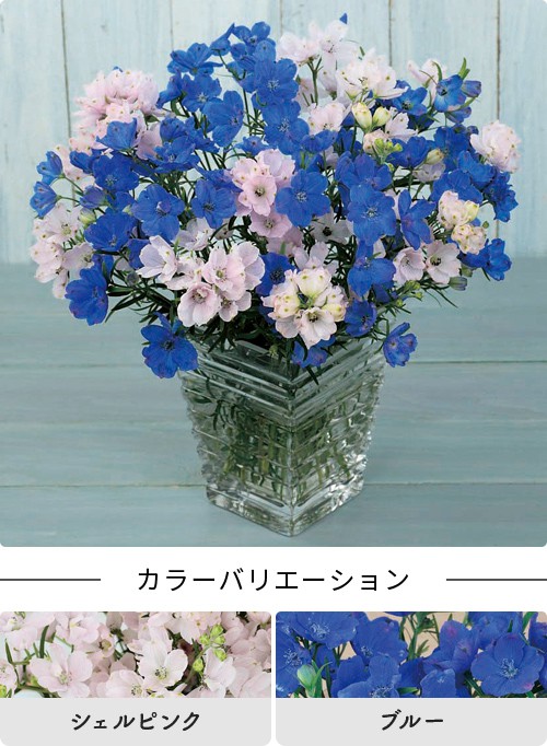 ラインアップ｜春待ち苗｜タネ・苗・園芸用品・農業用資材の総合案内