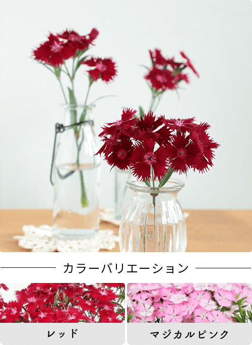 確認用  花苗 ゼラニウム ホワイトtoローズ 3.5号 鉢植え ゼラニューム 花色