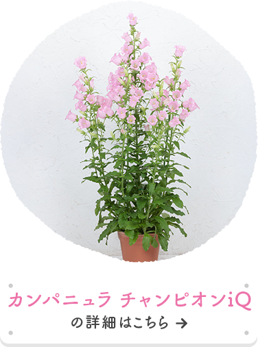 早春に植えて、初夏から夏にボリューム開花！！春待ち苗｜タネ・苗