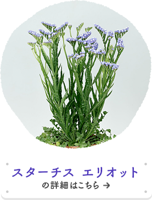 早春に植えて、初夏から夏にボリューム開花！！春待ち苗｜タネ・苗