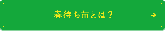 春待ち苗とは？