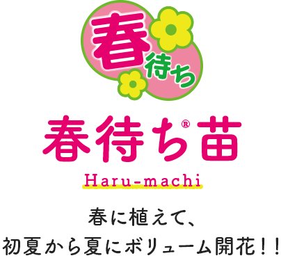 春に植えて 初夏から夏にボリューム開花 春待ち苗 タネ 苗 園芸用品 農業用資材の総合案内 サカタのタネ 春に植えて 初夏から夏にボリューム開花 春待ち苗 タネ 苗 園芸用品 農業用資材の総合案内 サカタのタネ