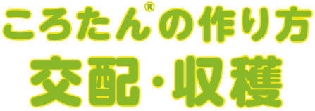 ころたん®の作り方植え付け