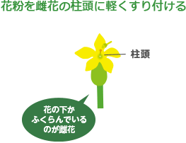 雄花 雌花