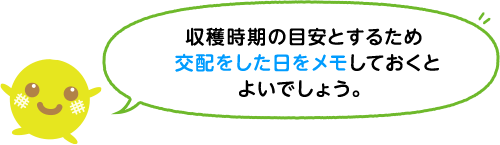 収穫時期の目安とするため交配をした日をメモしておくとよいでしょう。