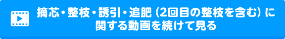 摘芯・整枝・誘引・追肥（2回目の整枝も）に関する動画をすぐに見る