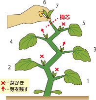 育て メロン 方 摘芯 の