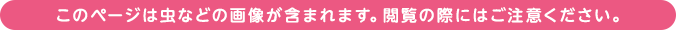 このページは虫などの画像が含まれます。閲覧の際にはご注意ください。 