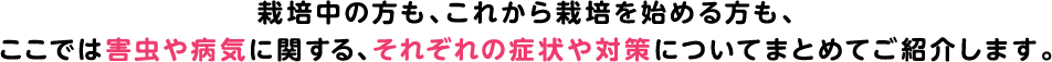 栽培中の方も、これから栽培を始める方も、 ここでは害虫や病気に関する、それぞれの症状や対策についてまとめてご紹介します。