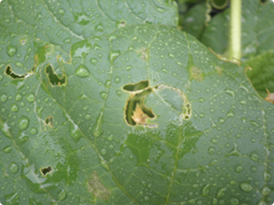 ウリハムシ成虫による葉の食害