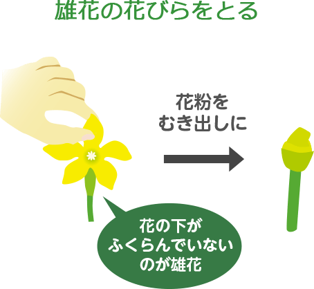 雄花 雌花