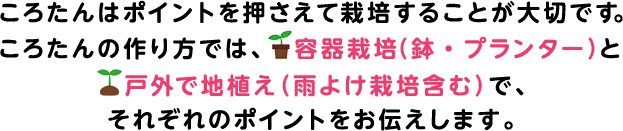 ころたんはポイントを抑えて栽培することが大切です。ころたんの作り方では、容器栽培（鉢・プランター）と戸外で地植え（雨よけ栽培含む）で、それぞれのポイントをお伝えします。